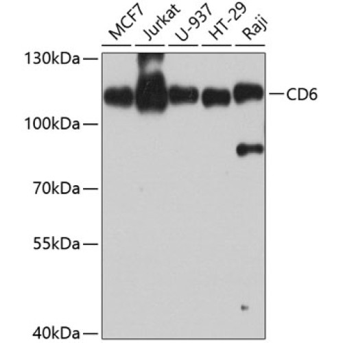CD6 Rabbit pAb