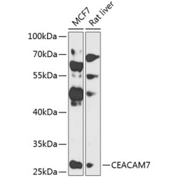 CEACAM7 Rabbit pAb