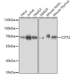 CSTF2 Rabbit pAb