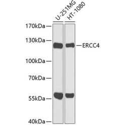 ERCC4 Rabbit pAb