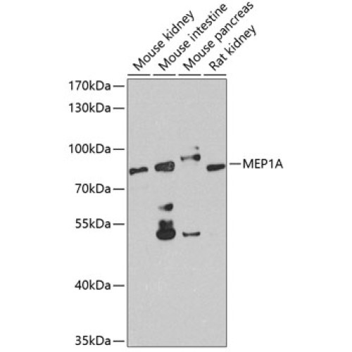 MEP1A Rabbit pAb