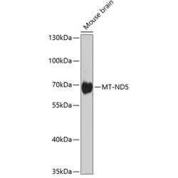 MT-ND5 Rabbit pAb