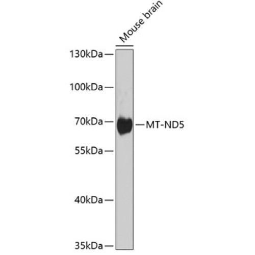 MT-ND5 Rabbit pAb