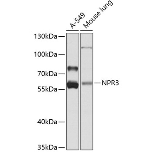 NPR3 Rabbit pAb