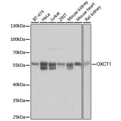 OXCT1 Rabbit pAb