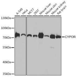 [KO Validated] CYPOR Rabbit pAb
