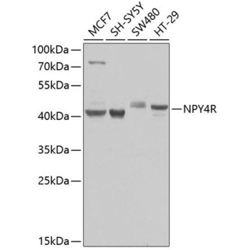NPY4R Rabbit pAb