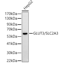 GLUT3/SLC2A3 Rabbit pAb
