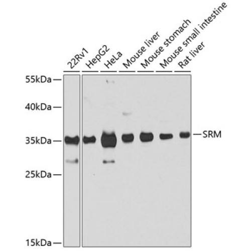 SRM Rabbit pAb