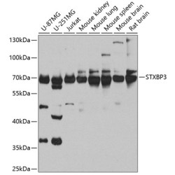 STXBP3 Rabbit pAb