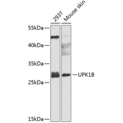 UPK1B Rabbit pAb