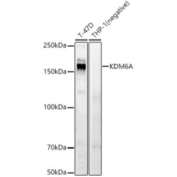 KDM6A Rabbit pAb