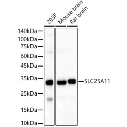 SLC25A11 Rabbit pAb