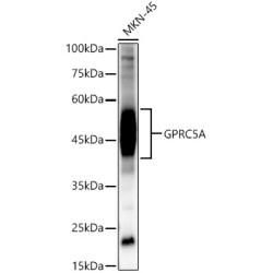 GPRC5A Rabbit pAb
