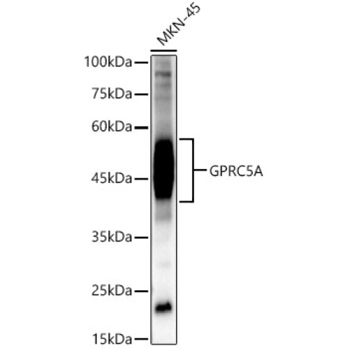 GPRC5A Rabbit pAb