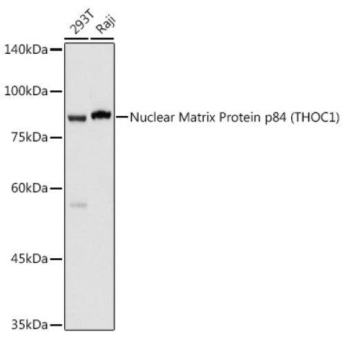 Nuclear Matrix Protein p84 (THOC1) Rabbit pAb