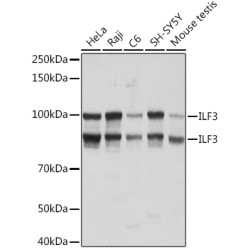 ILF3 Rabbit mAb