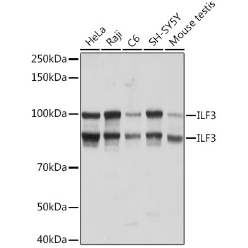 ILF3 Rabbit mAb
