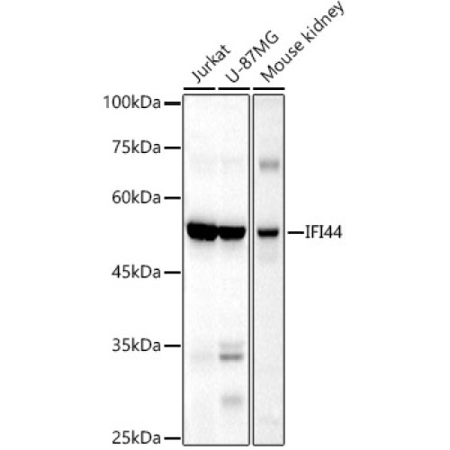IFI44 Rabbit pAb