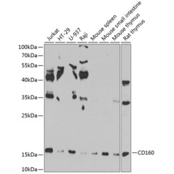 CD160 Rabbit pAb