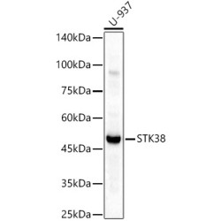 STK38 Rabbit pAb
