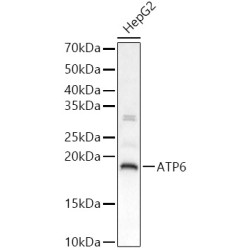 ATP6 Rabbit pAb