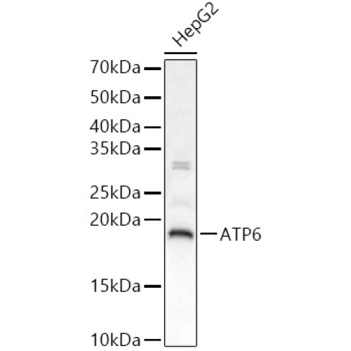 ATP6 Rabbit pAb