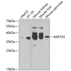 AKR7A3 Rabbit pAb