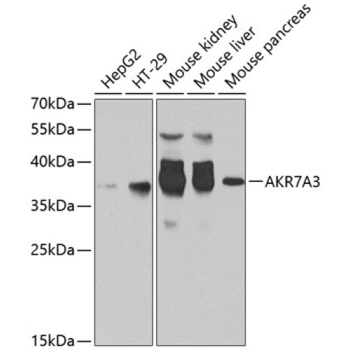 AKR7A3 Rabbit pAb