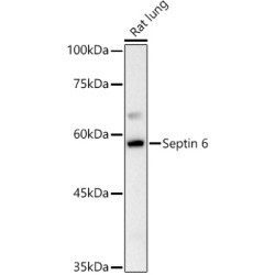 Septin 6 Rabbit pAb