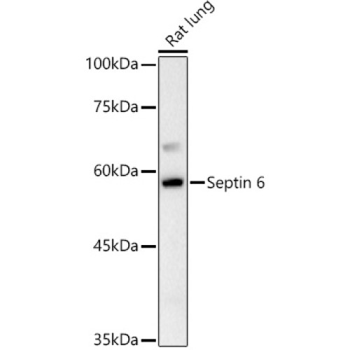 Septin 6 Rabbit pAb