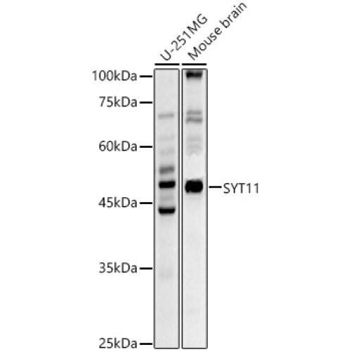 SYT11 Rabbit pAb