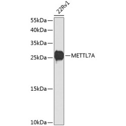 METTL7A Rabbit pAb
