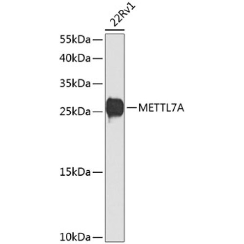 METTL7A Rabbit pAb