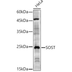 SOST Rabbit pAb