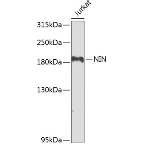 NIN Rabbit pAb