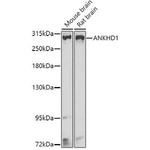 ANKHD1 Rabbit pAb