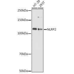 NLRP2 Rabbit pAb