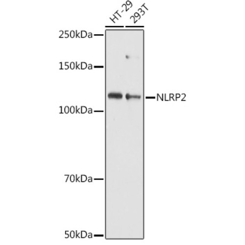 NLRP2 Rabbit pAb