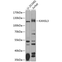 KANSL3 Rabbit pAb