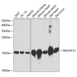 NDUFA12 Rabbit pAb