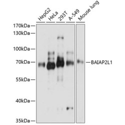 BAIAP2L1 Rabbit pAb