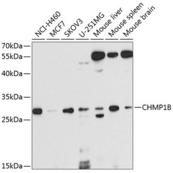 CHMP1B Rabbit pAb