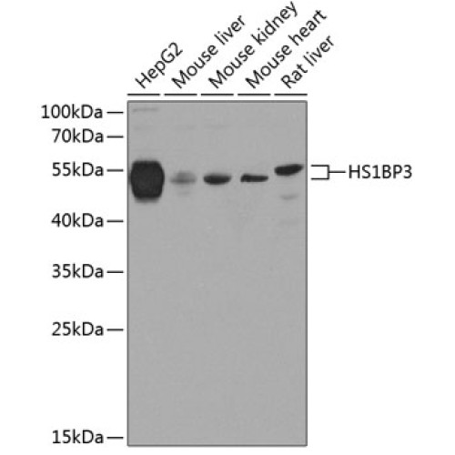 HS1BP3 Rabbit pAb