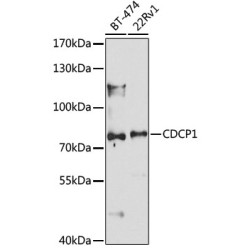 CDCP1 Rabbit pAb