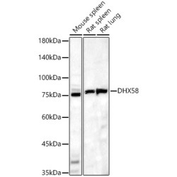 DHX58 Rabbit pAb
