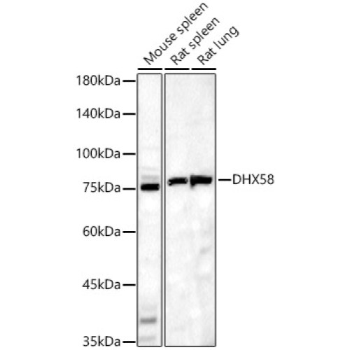 DHX58 Rabbit pAb