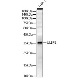 ULBP2 Rabbit pAb