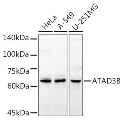 ATAD3B Rabbit pAb