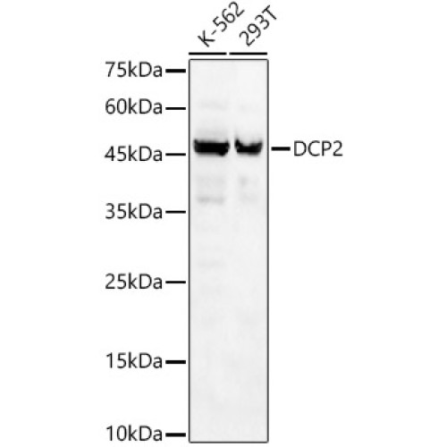 DCP2 Rabbit pAb